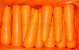 Fresh Carrot