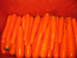 Fresh Carrot (BPCR