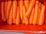 Fresh Red Carrot