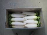 Fresh White  Raddish 