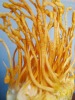 Cordyceps Sinensis Fruit Body