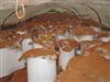Reishi Mushroom Fruit Body