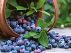 Blueberry Juice Concentrate