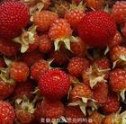 Raspberry Juice Concentrate