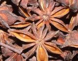 Star Aniseed