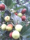 Jujube Juice Concentrate