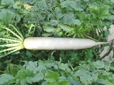 Fresh Radish