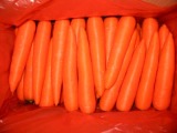 Fresh Carrot