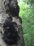 Chaga Polysaccharide