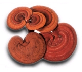 Mushroom Extract