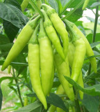 Sweet Pepper