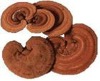 Reishi Fruit Body