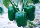 Sweet Pepper (T05