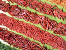  Dry   Chilli & Pepper 