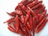 Chaotian Chilli (005)