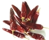 Jinta Chilli (002)