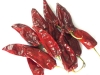Red Chilli (003)