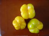 Yellow Sweet Pepper