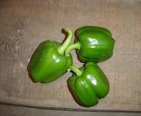 Green Sweet Pepper