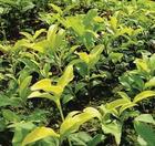 Green Tea Extract
