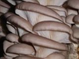 Oyster Polysaccharide