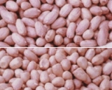 Peanut Kernels (002)