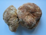Dried Lion's Mane/Monkey Head Mushroom (BT6005)