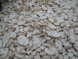  IQF   Champignon   Mushroom s