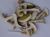 Dried Mushroom Organic Boletus Edulis