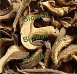 Wild Porcini  Mushrooms   Boletus   Edulis 