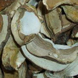 Organic Mushroom  Boletus   Edulis 