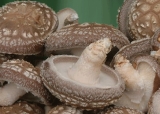  Lentinula   Edodes  (Shiitake)