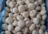 Frozen Button Mushroom