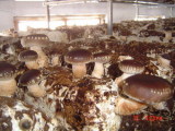 Mushroom Logs (Mycelium)
