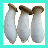 Fresh King Oyster Mushroom