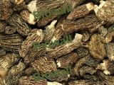  Wild   Morel   Mushroom s