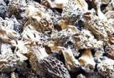 Dried Morel (003)