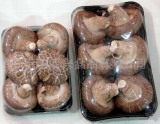 Mushroom Edible Fungi