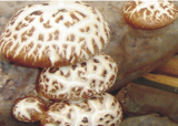 Autumn White Mushroom