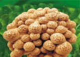 Hypsizgus Marmoreus (Brown)