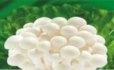 Hypsizgus Marmoreus (White)