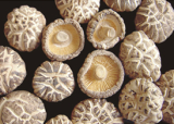  White  Striped Mushroom