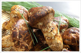 Fresh Mushroom of Wild Matsutake