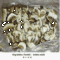 Wild Forest Mushroom