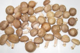 Fresh Shiitake Mushroom
