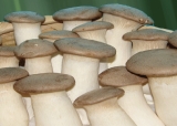 Eryngii Mushroom/Fungus