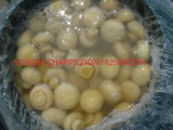 Brine Mushroom In Drum