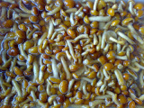 Nameko in Brine (LF