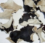 Black Fungus