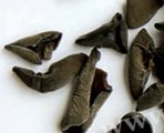 Black Fungus (BX